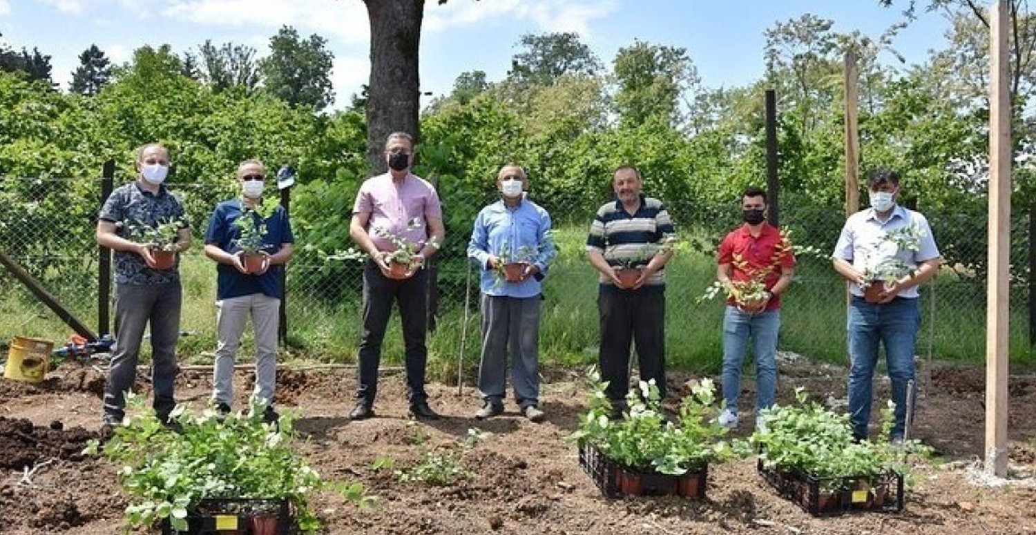 Ordu’da Yaban Mersini Bahçeleri Kuruluyor56564