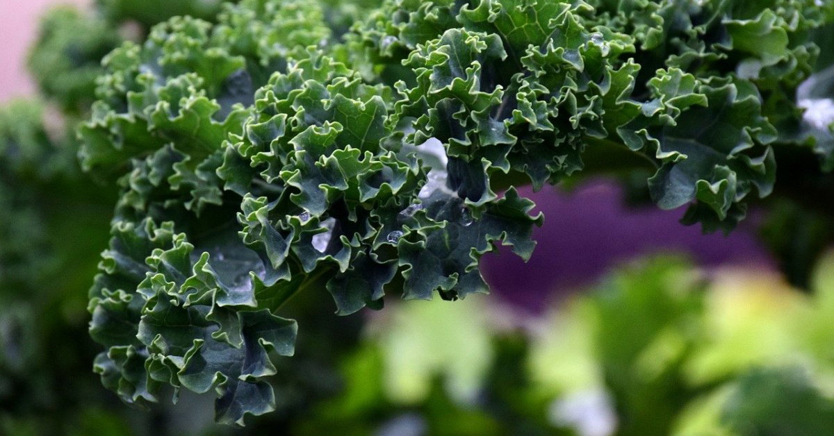 Kale bitkisi