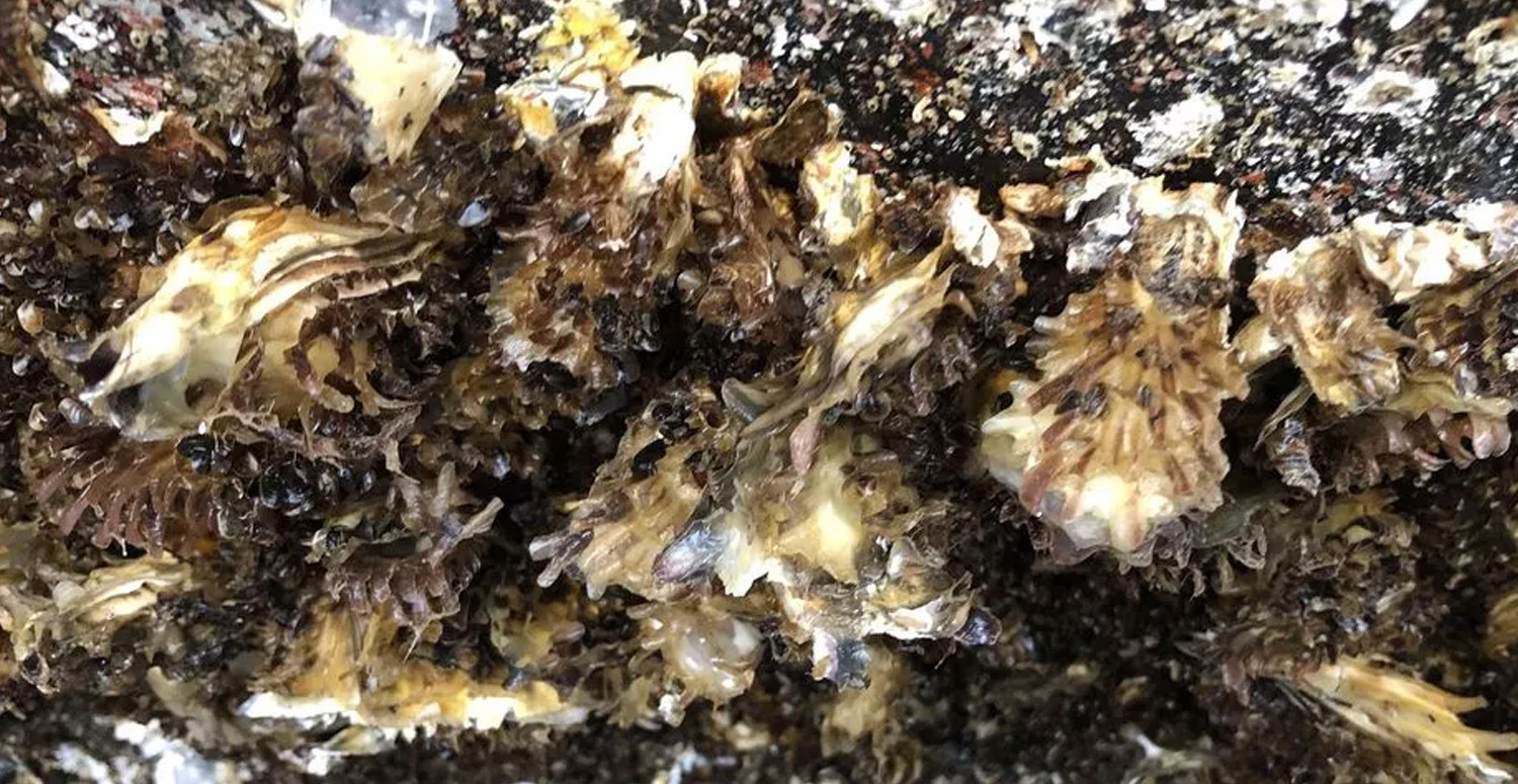Karadeniz'i istila ediyor Karadeniz'i istila ediyor