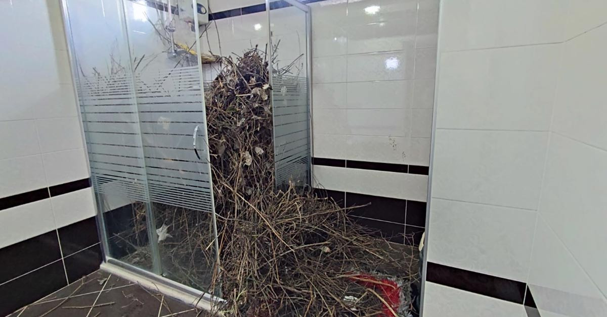 Kargalar Evi Çöp Etti
