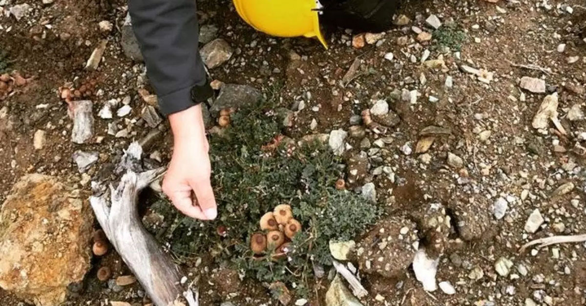 Kastamonu'da 35 endemik tür