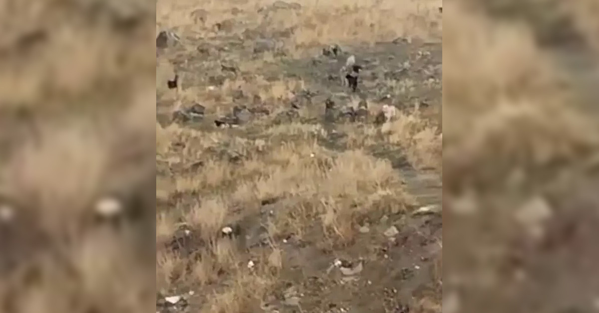 Köpek Köpek