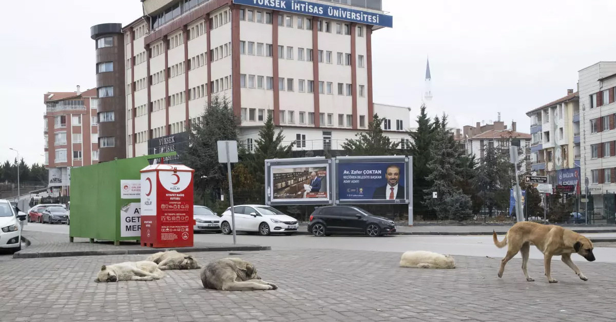 Köpek Köpek