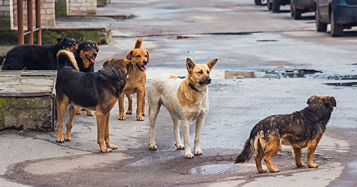 Köpek saldırıları durmuyor: İşe gitmek için evden çıkan sağlık çalışanı ölümle burun buruna geldi!