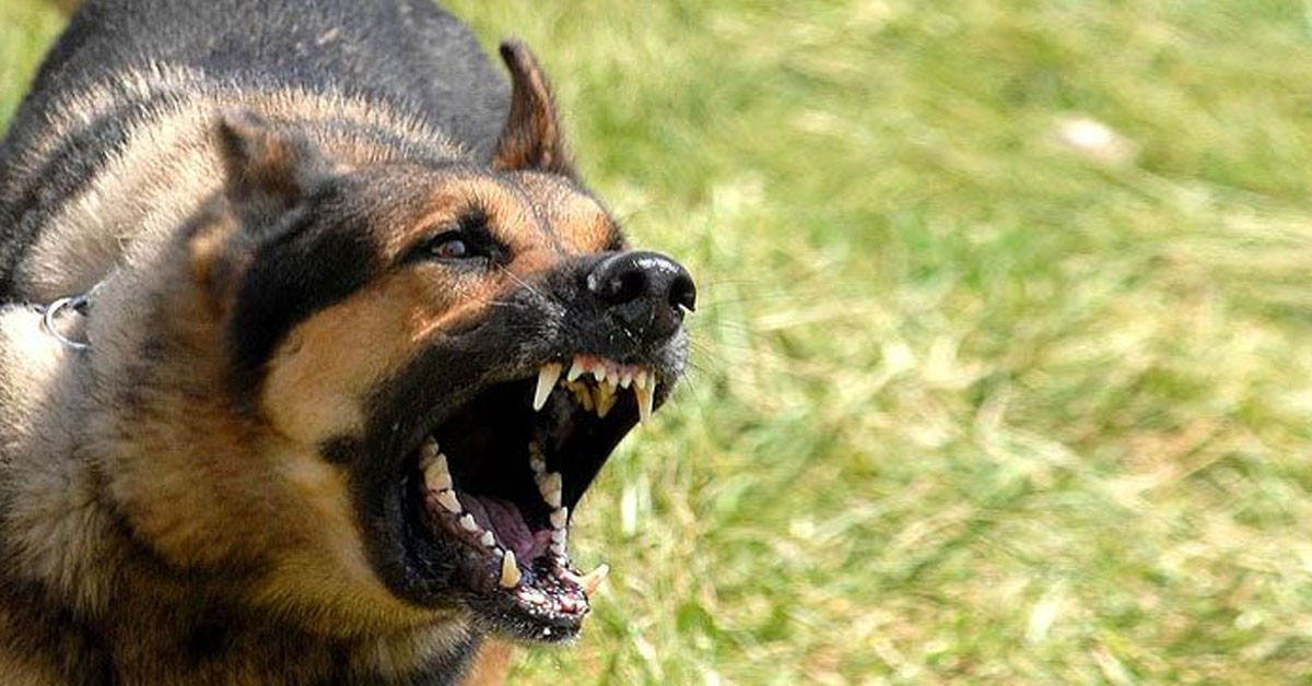 Köpeklerden korkanlar dikkat! Uzmanlar uyardı, saldırılardan zarar görmemek için yapılması gerekenler Köpeklerden korkanlar dikkat! Uzmanlar uyardı, saldırılardan zarar görmemek için yapılması gerekenler