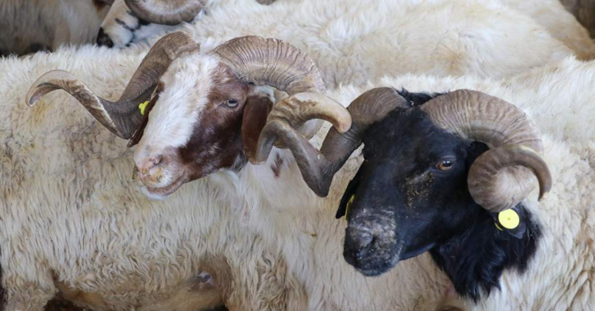 Kurban Bayramı Kurban Bayramı