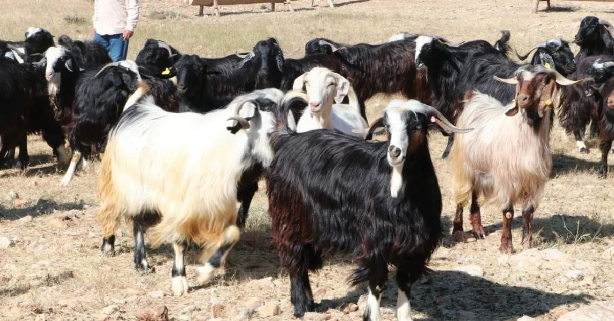 Kurban Fiyatları Ne Kadar Kurban Fiyatları Ne Kadar