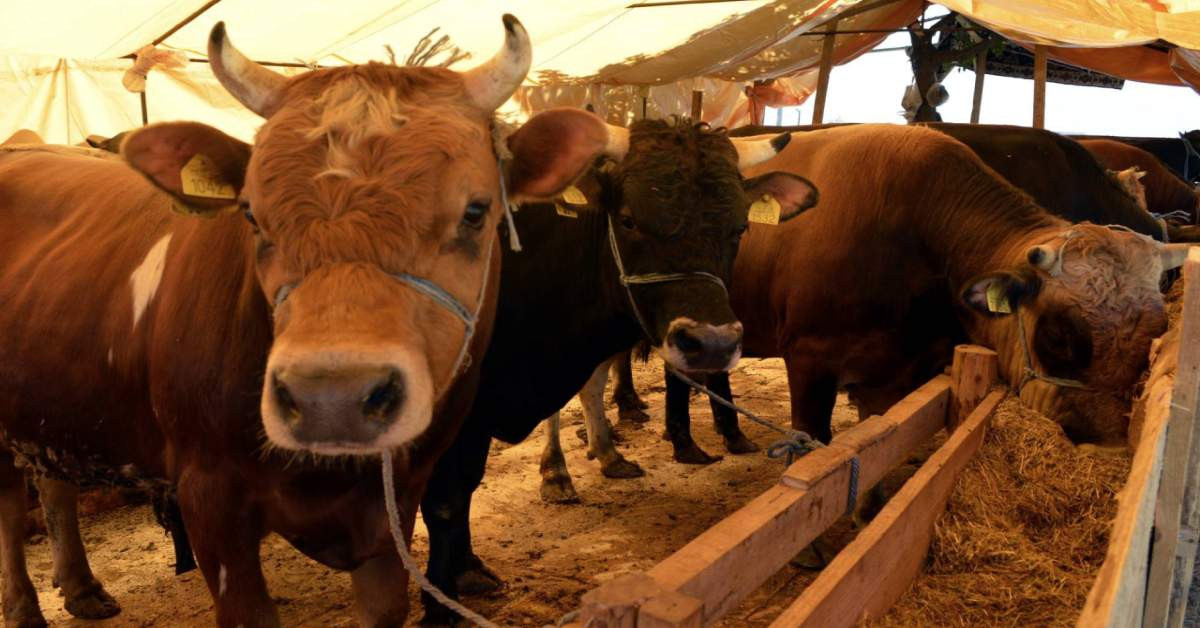 Kurbanlık Alırken Nelere Dikkat Edilmeli-1 Kurbanlık Alırken Nelere Dikkat Edilmeli-1