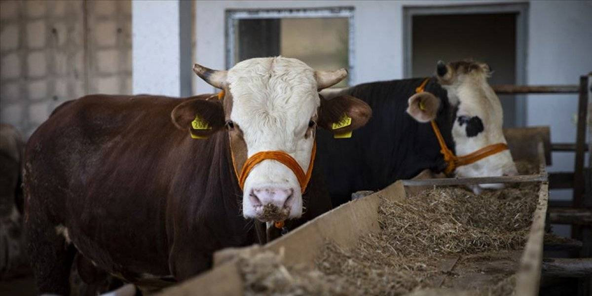 Kurbanlıkların Dişi Ya Da Erkek Olması İbadeti Etkiler Mi