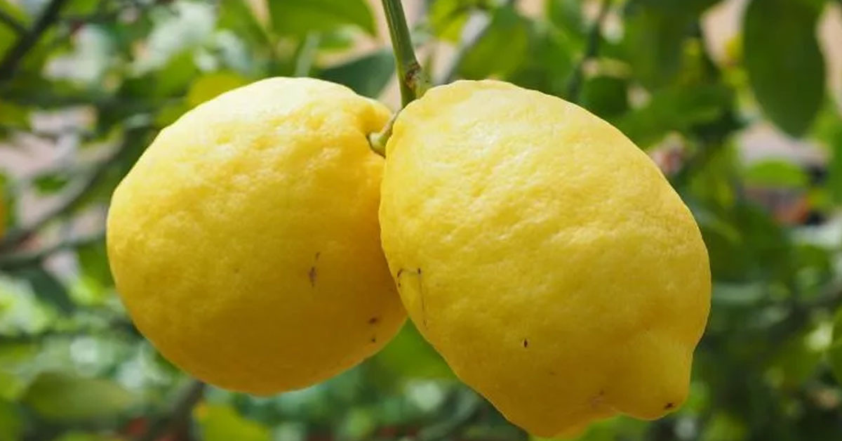 Limon bu besinlerden sadece biri Limon bu besinlerden sadece biri