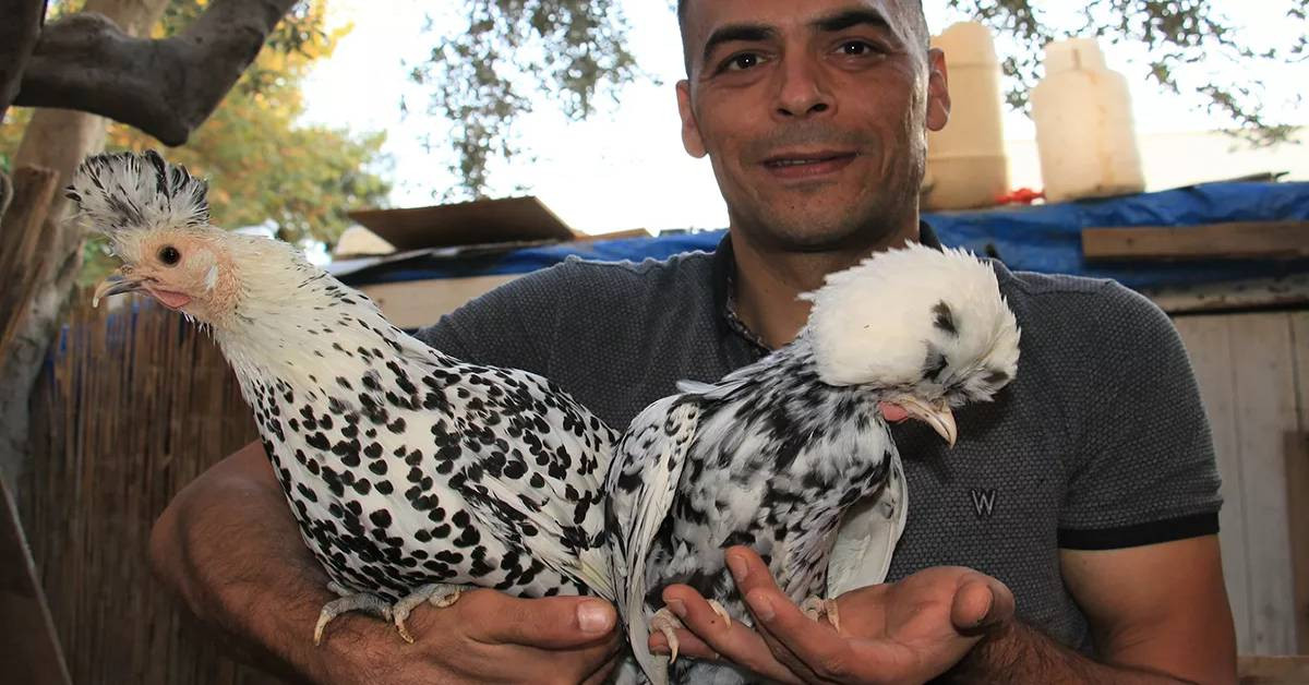 Mersin Süs Tavukları Mersin Süs Tavukları
