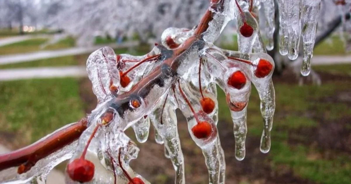 Meteorolojiden zirai don uyarısı geldi.