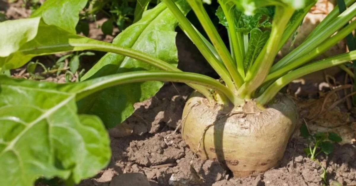 Pancar üretiminde rekor