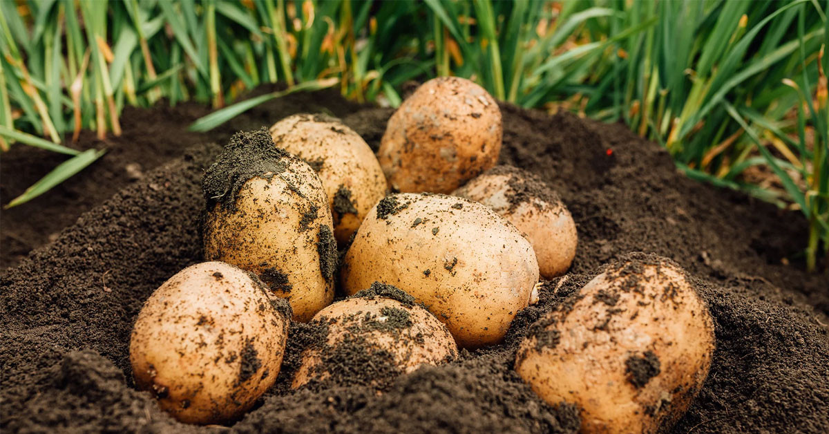 patates