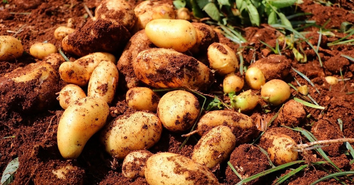 Patates Patates