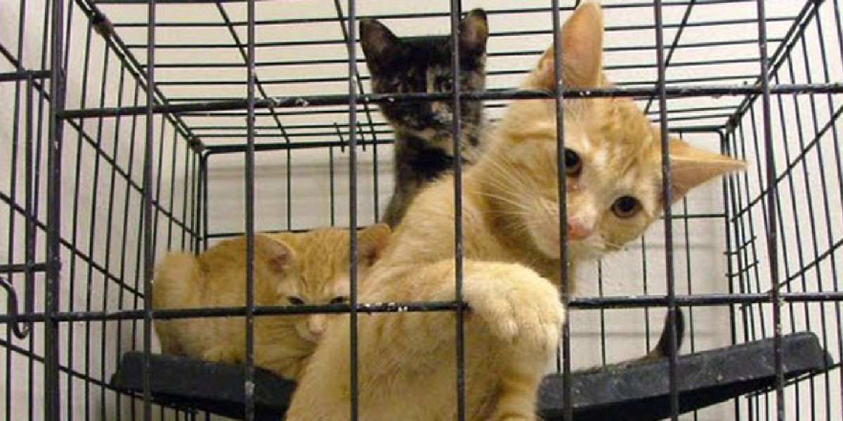 Petshop hayvan satışı yasaklandı