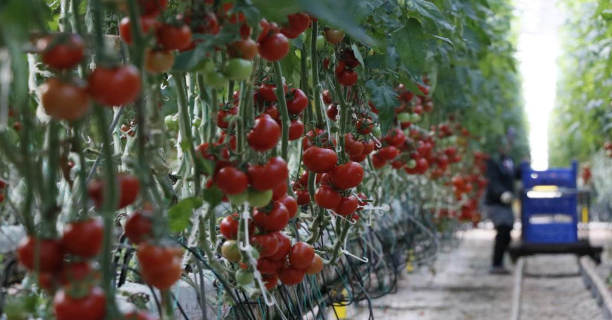 Rusya Türkiye Domates ithalatı