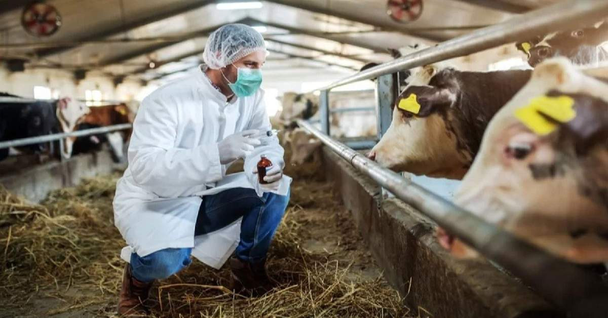 Şap Hastalığı Şap Hastalığı