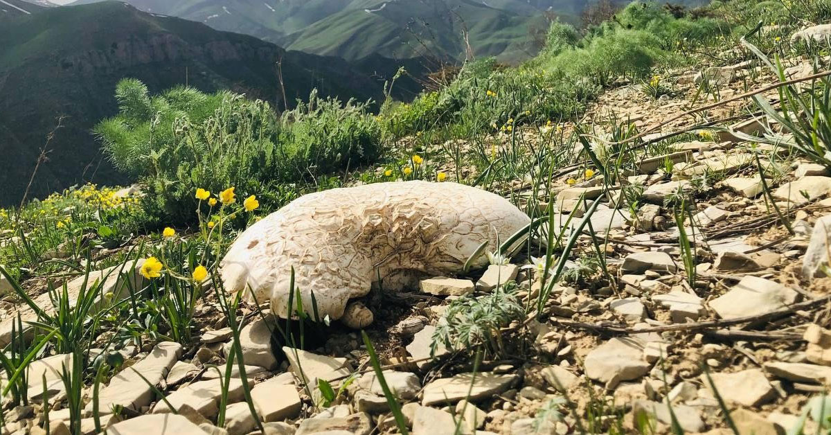 Şırnak mantar
