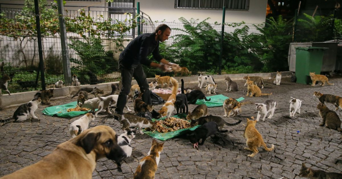 Sokak hayvanları uyutulacak mı? Sokak Hayvanlarını Koruma Yasası yürürlüğe girdi mi?