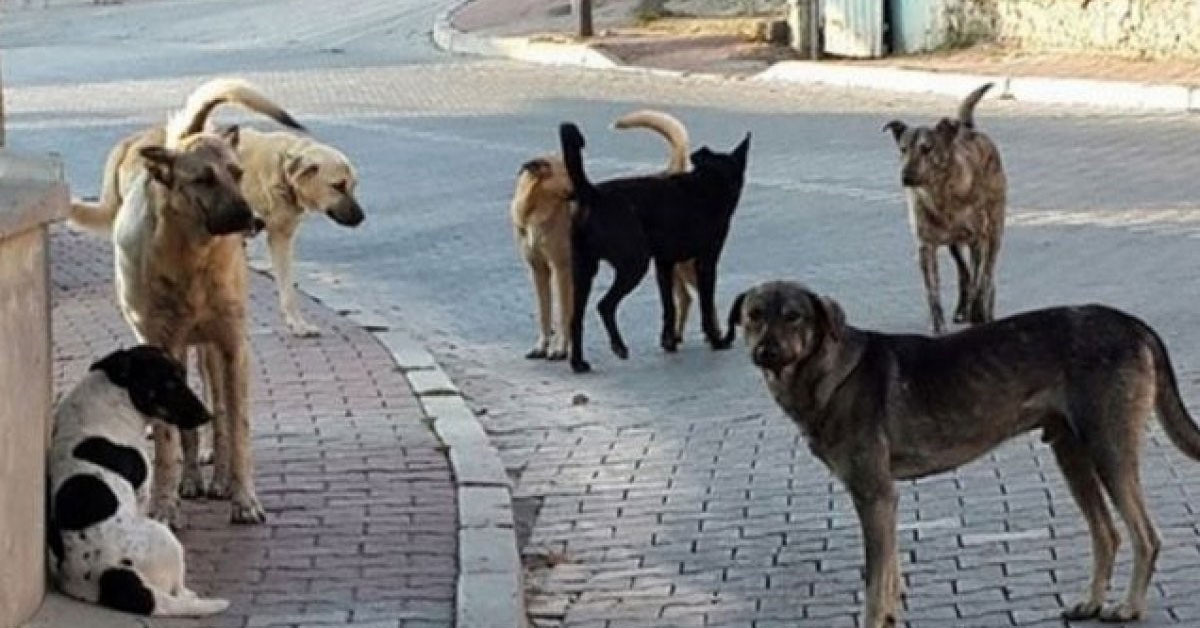 Sokakta başıboş bırakılan köpekler, küçük çocuklar için tehlike oluşturmaya devam ediyor. İstanbul Kartal’da ailesiyle komşularına giden 7 yaşındaki ikizler Yiğit ve Çağrı Demir, sokakta oyun oynadığı sırada saldırgan köpeklerin saldırısına uğradı. İkizlerden biri kötü bir şekilde yaralandı. İşte detaylar… Sokakta başıboş bırakılan köpekler, küçük çocuklar için tehlike oluşturmaya devam ediyor. İstanbul Kartal’da ailesiyle komşularına giden 7 yaşındaki ikizler Yiğit ve Çağrı Demir, sokakta oyun oynadığı sırada saldırgan köpeklerin saldırısına uğradı. İkizlerden biri kötü bir şekilde yaralandı. İşte detaylar…