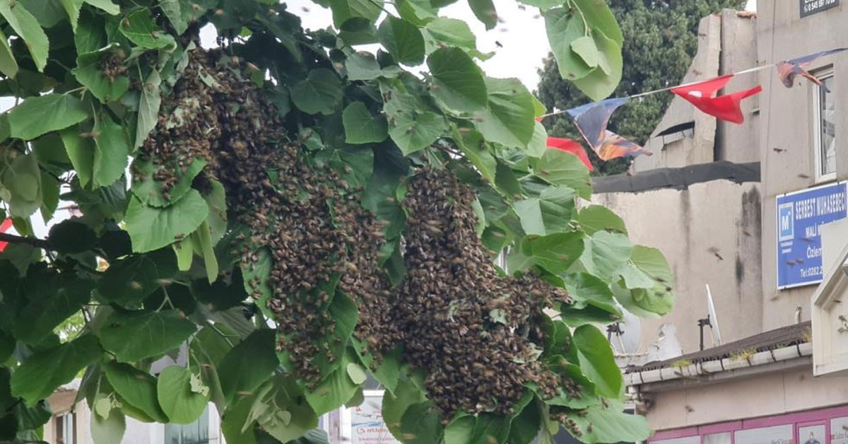 Tekirdağ'da Arı İstilası!