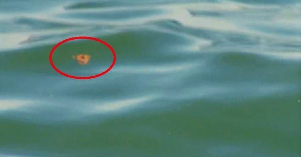 TESKİ açıkladı: Marmara Denizi'ndeki pislik oranı olması gerekenden 65 kat daha fazla! TESKİ açıkladı: Marmara Denizi'ndeki pislik oranı olması gerekenden 65 kat daha fazla!