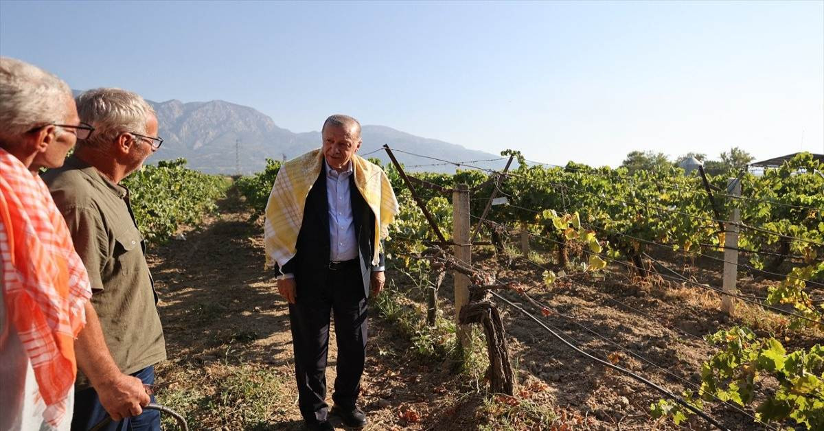 TMO kuru üzüm