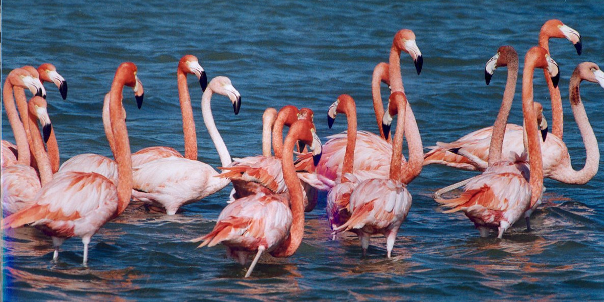 Tuz Gölü flamingo cennetine dönüştü