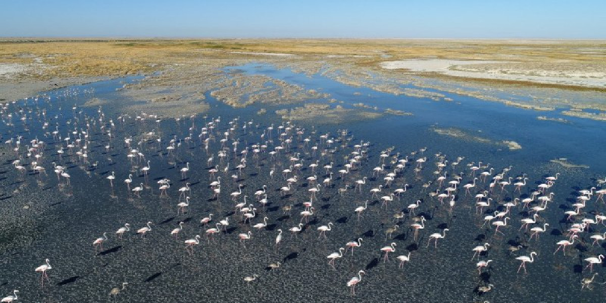 Tuz Gölü flamingo cennetine dönüştü