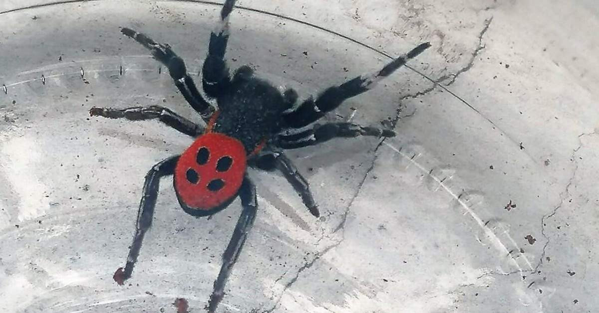 Uğur Böceği Örümceği-1
