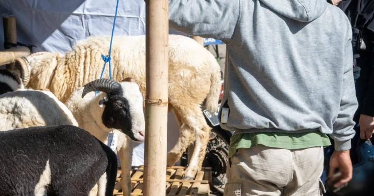 Yargıtay Raporlu İşçi Kararı Yargıtay Raporlu İşçi Kararı