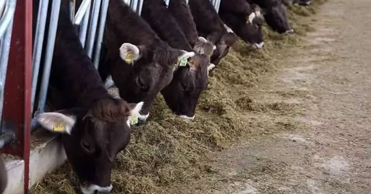 Yem üretimi yapan 4 farklı teşebbüs Rekabet Kurumu tarafından para cezasına çarptırıldı!