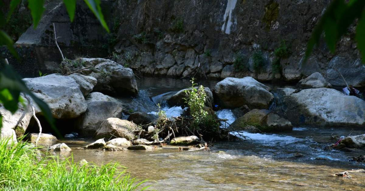 Yeni Parazit Türü