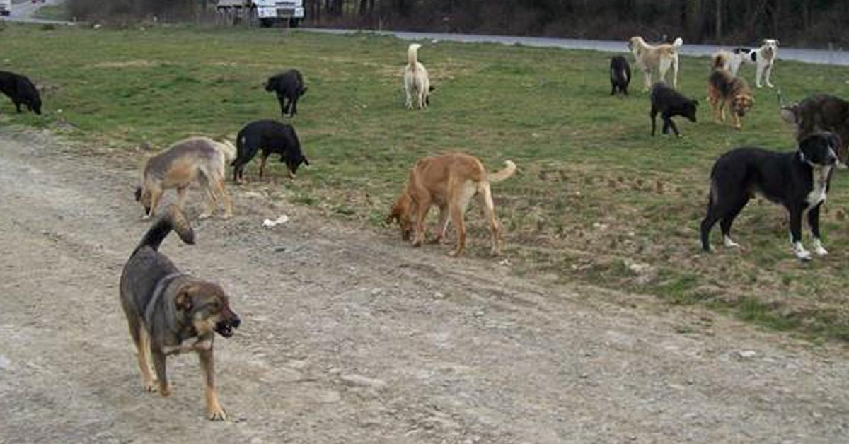 Yetkililerin ihmali bir can daha aldı