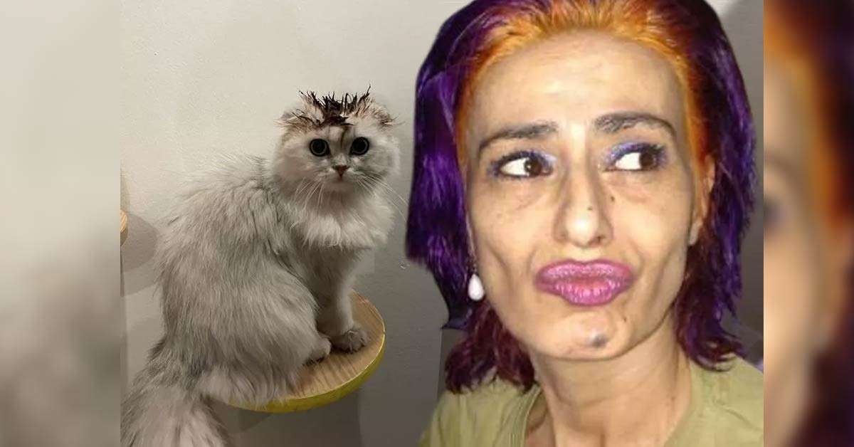 Yıldız Tilbe sokak hayvanları paylaşımı