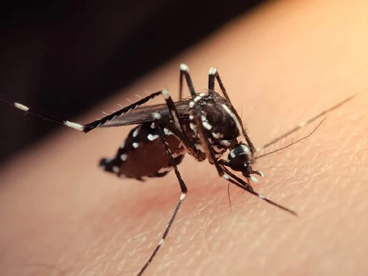 Zika virüsü nedir, nasıl bulaşır? Zika virüsü nedir, nasıl bulaşır?