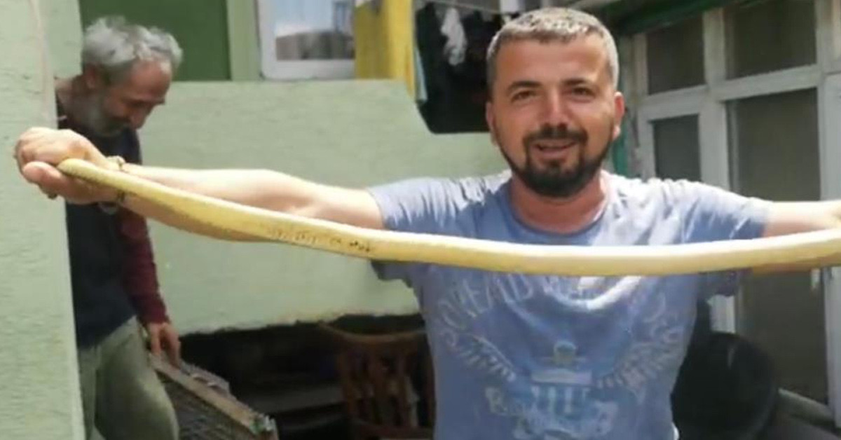 yılancı