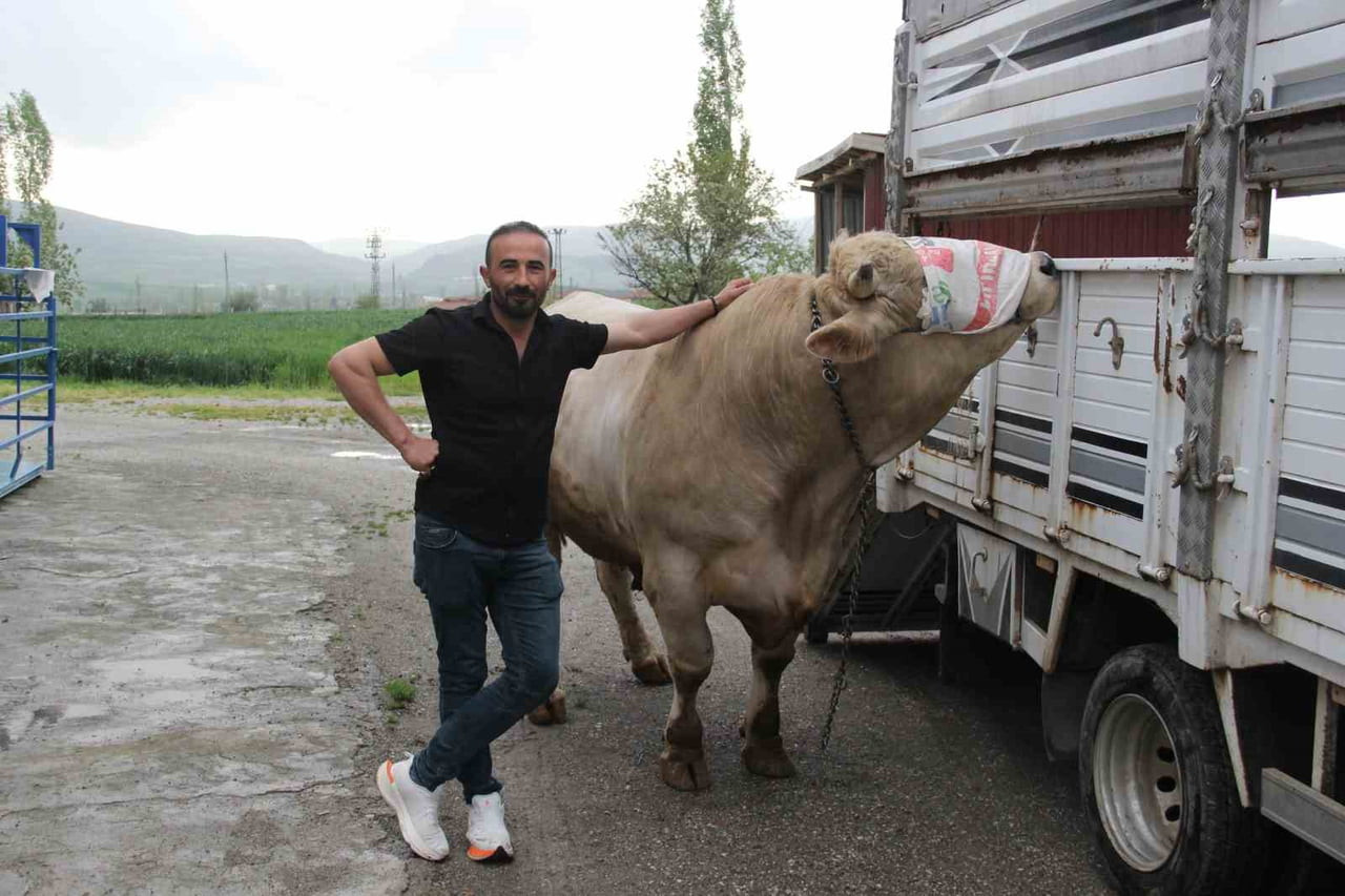 1 TON 200 KİLOGRAM GELEN GENCO İSİMLİ TOSUN 650 BİN LİRAYA ALICISINI BEKLİYOR.