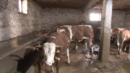 1 tonluk ‘Kocaoğlan’ alıcısını bekliyor