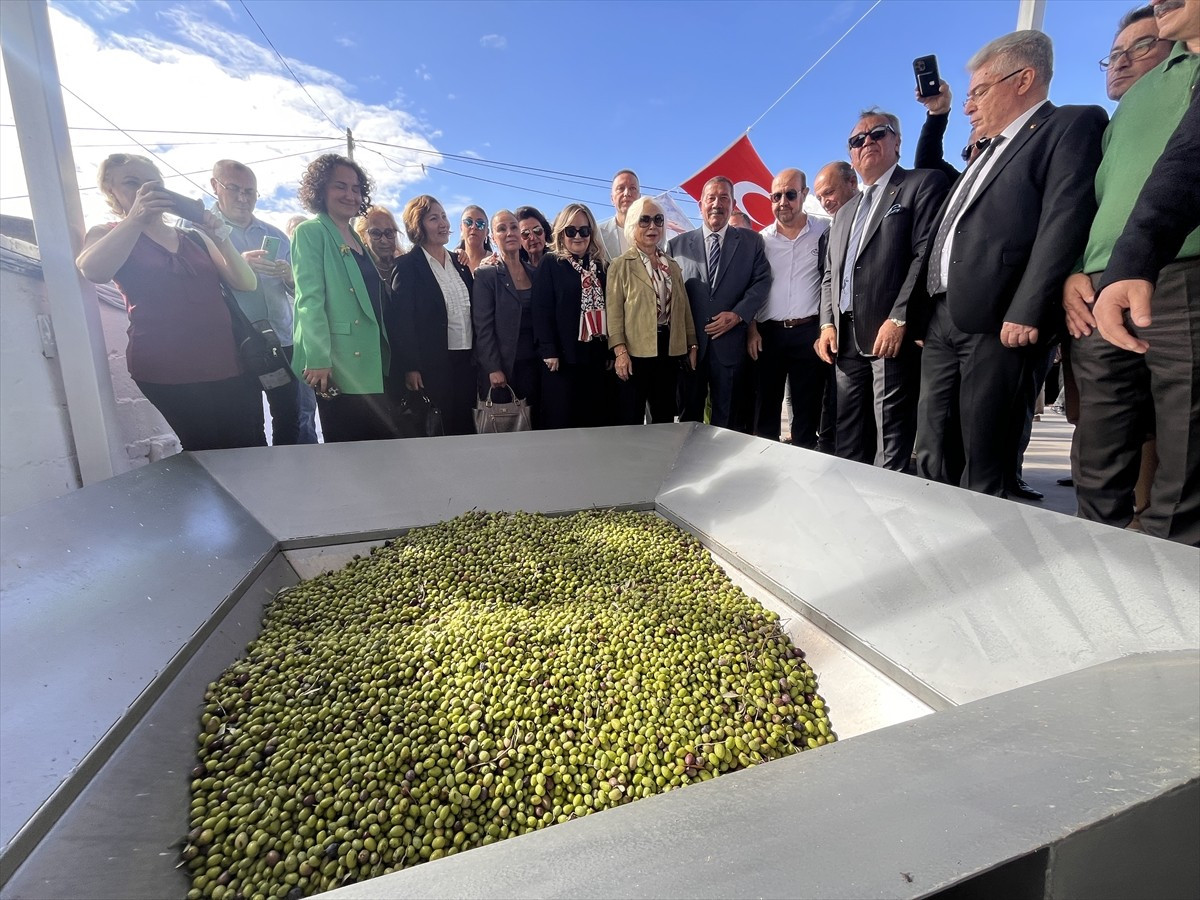11. Uluslararası Milas Zeytin Hasat Şenliği kapsamında Euromos Antik Kenti'nde zeytin hasat...