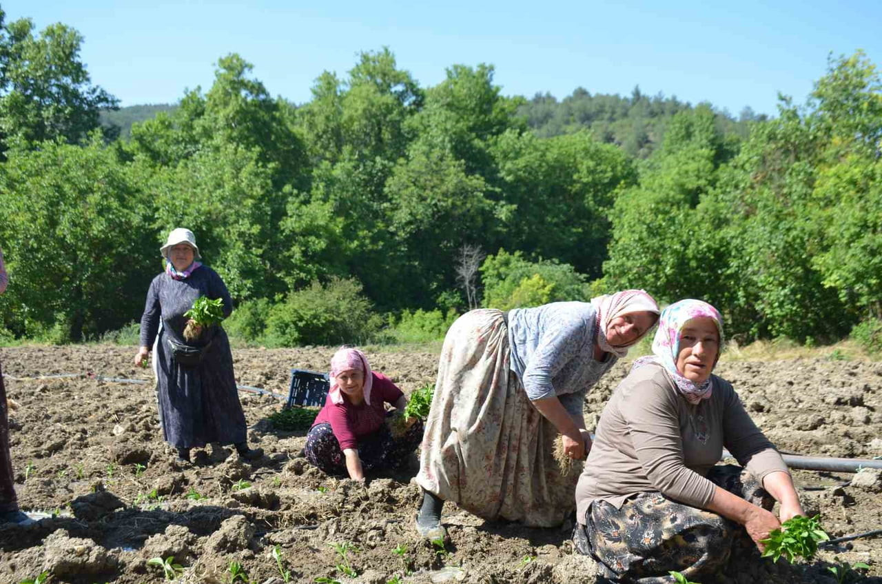 162 YILDIR AYNI 'ATA TOHUMU' İLE EKİYORLAR