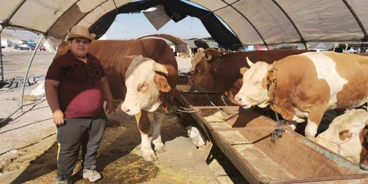 2022 Aydın Kurbanlık Fiyatları