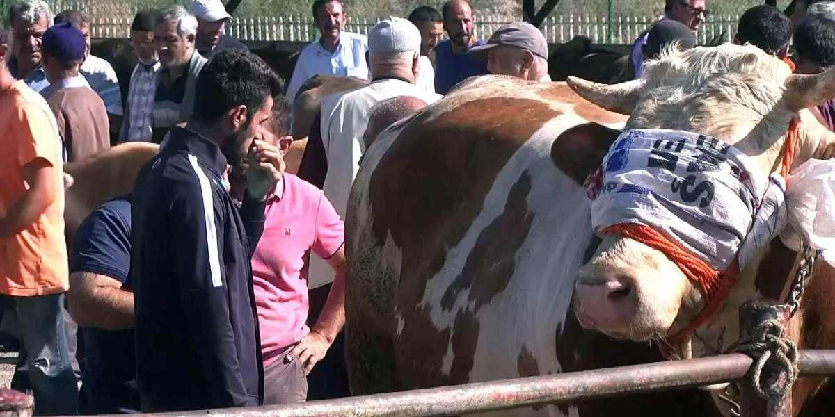 2022 Bayburt Kurbanlık Fiyatları