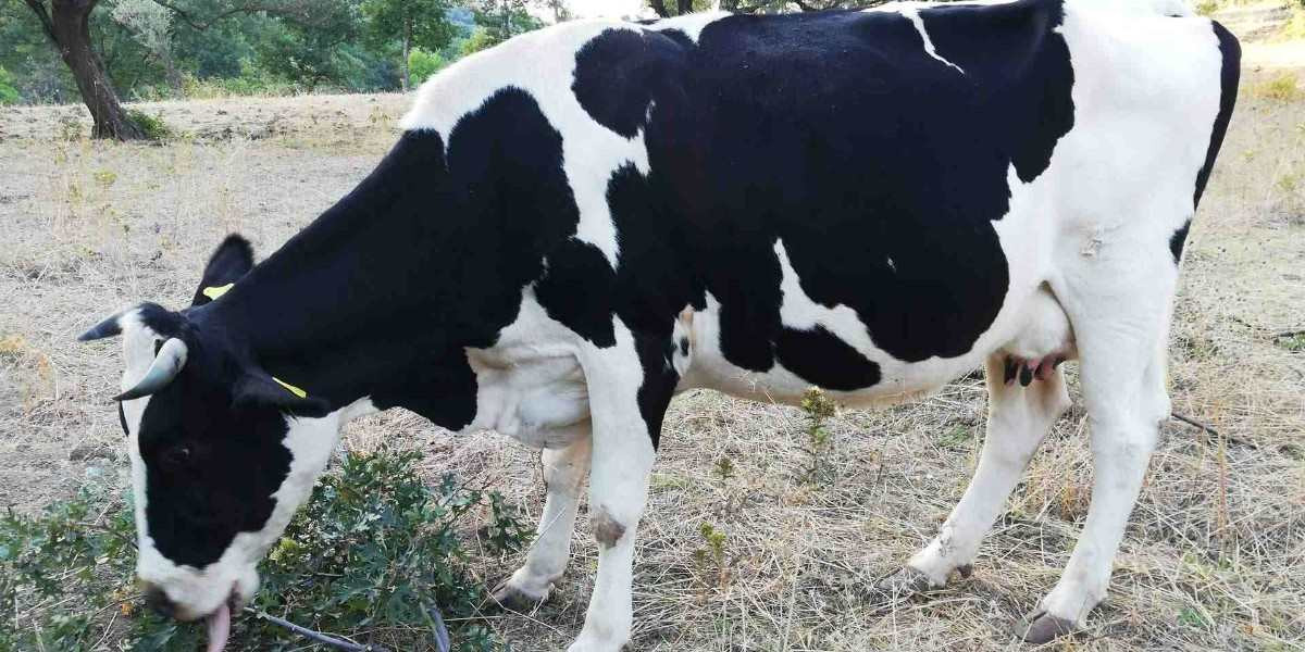 2022 Bingöl Kurbanlık Fiyatları