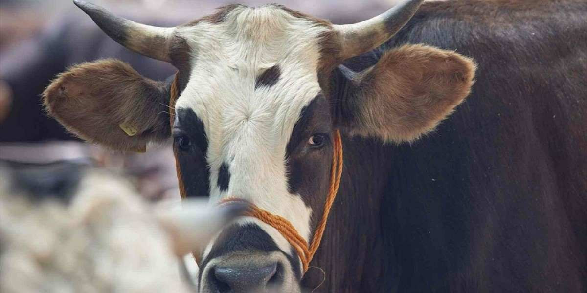 2022 Bolu Kurbanlık Fiyatları