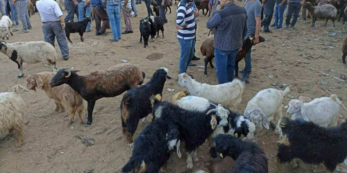 2022 Kahramanmaraş Kurbanlık Fiyatları