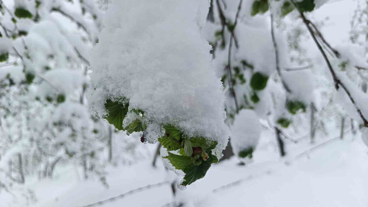 2025 YILI MART AYI SONUNDA YAĞAN KAR VE KAR ALTINDA KALAN FINDIK TOMURCUKLARI