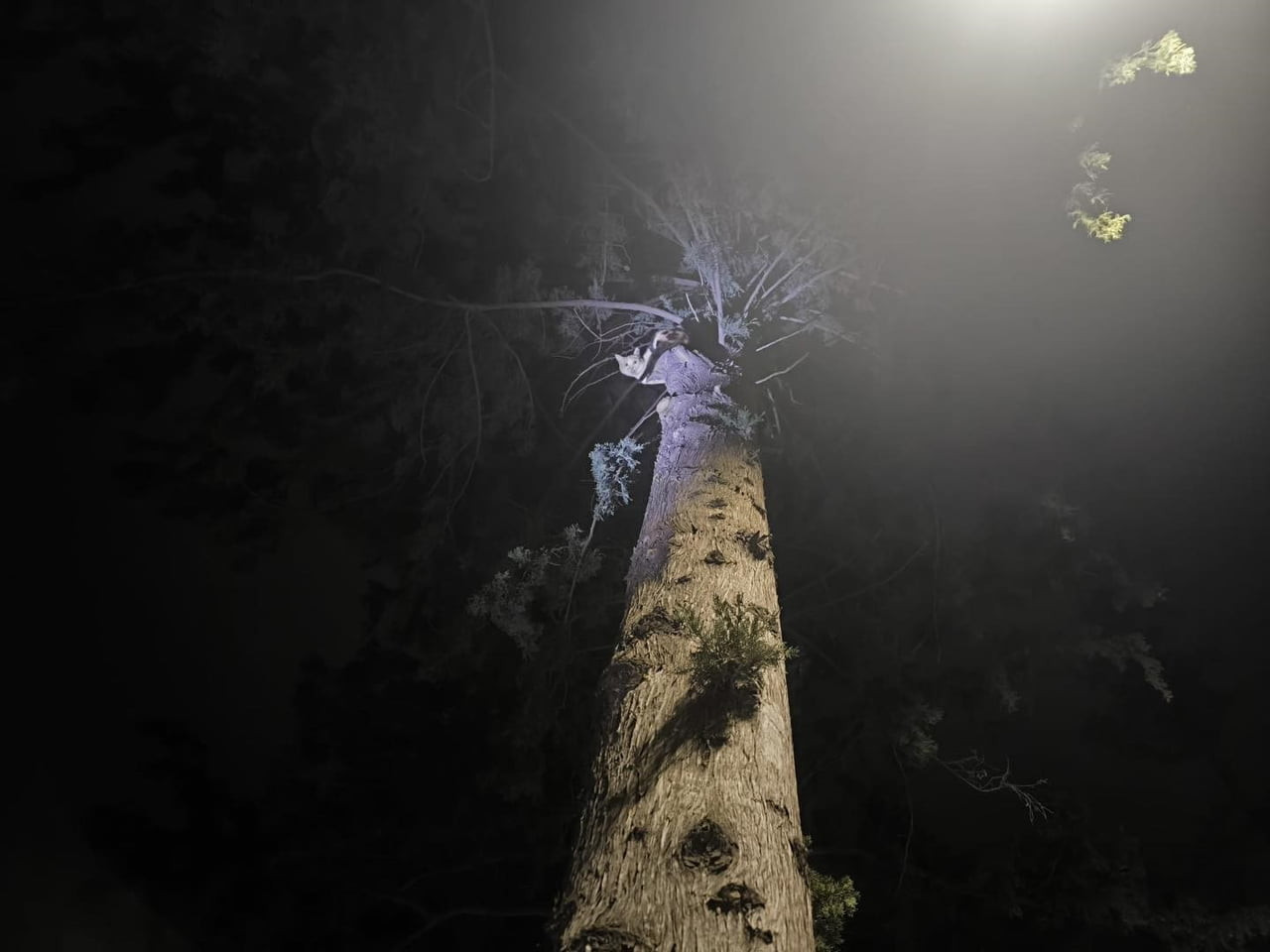 29 MART TARİHİNDE İSKENDERUN İLÇESİ SAKARYA MAHALLESİ’NDE BULUNAN BİR AĞACA TIRMANAN KEDİ MAHSUR...