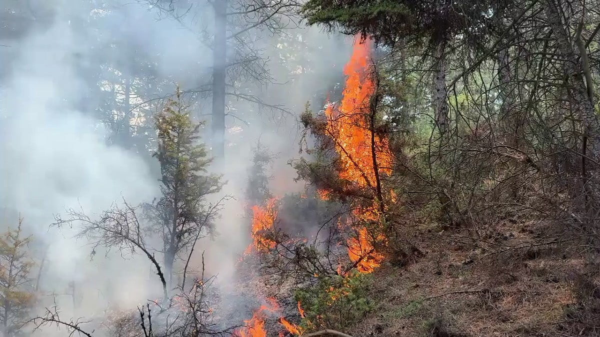 30 AĞUSTOS MAHALLESİ'NDEKİ ORMANLIK ALANDA ÇIKAN YANGIN KISA SÜREDE YAYILDI